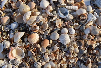 High angle view of seashells