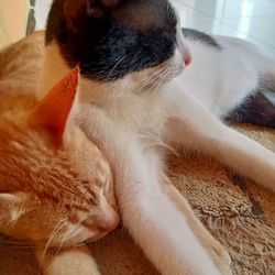 Close-up of cat resting at home