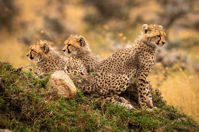 Cheetahs on field in forest