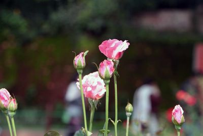 Close-up of pink flowers