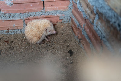 High angle view of hedgehog