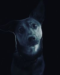 Close-up portrait of dog against black background