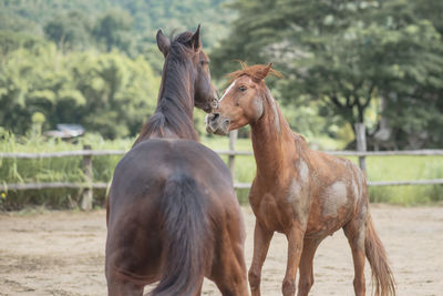 Horses in the field