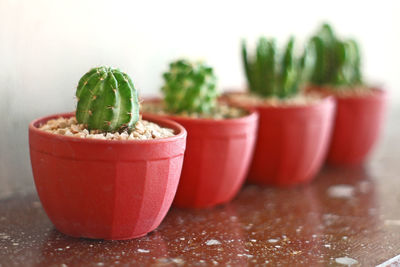 Close-up of potted plant on table