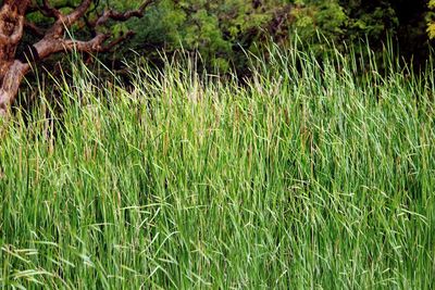 Grass in forest