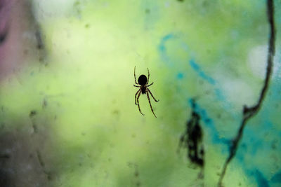 Close-up of spider on web