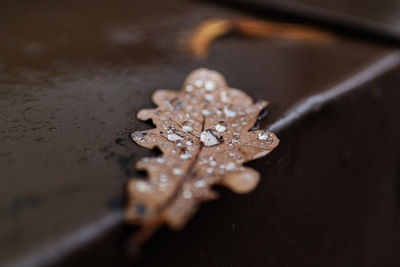 Autumn oak leaf covered in rain drops after heavy autumn rain in sweden