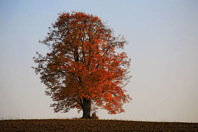 Tree against sky during autumn