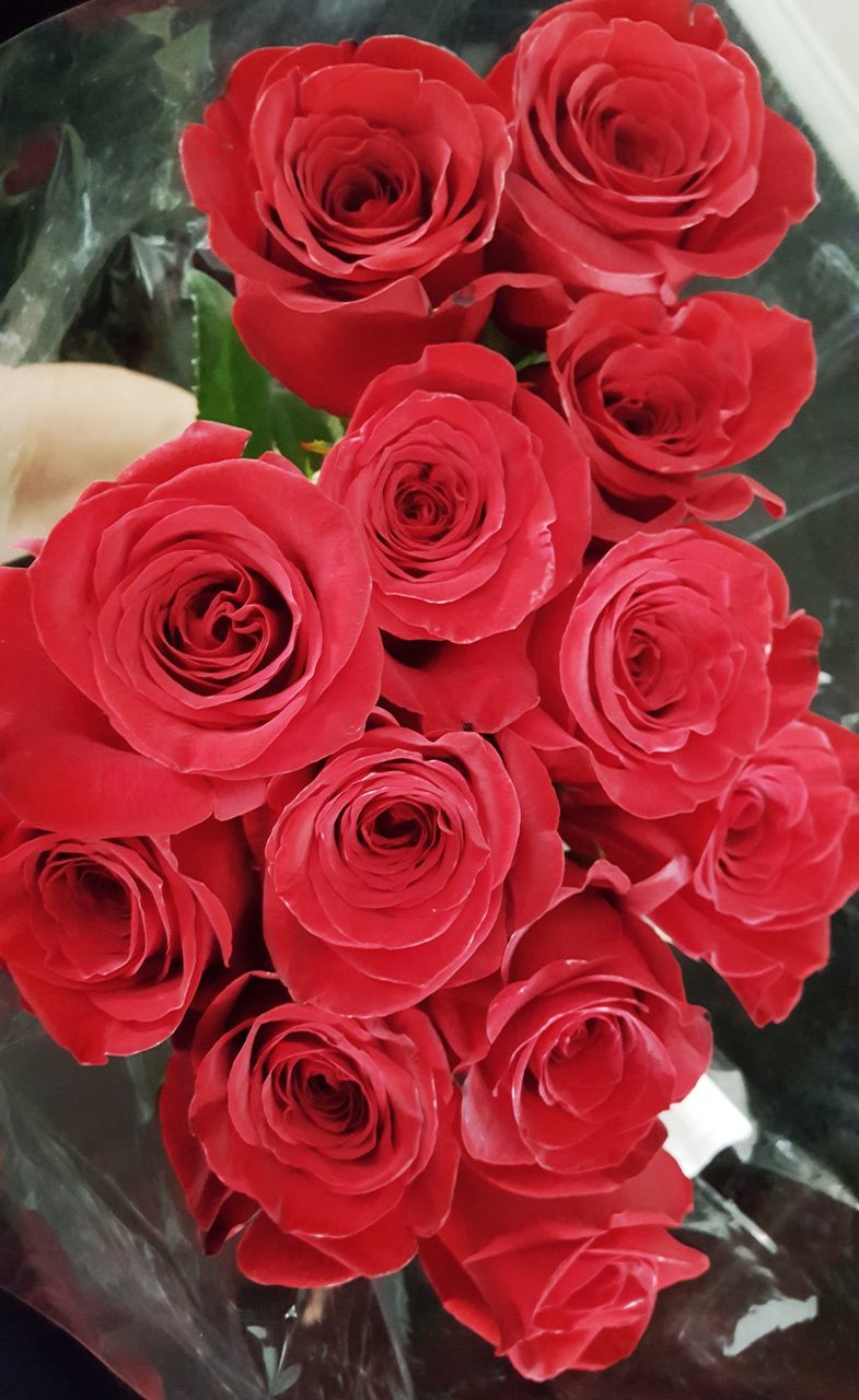 flower, rose - flower, petal, fragility, beauty in nature, red, freshness, flower head, nature, bouquet, no people, close-up, flower market, plant, day, indoors