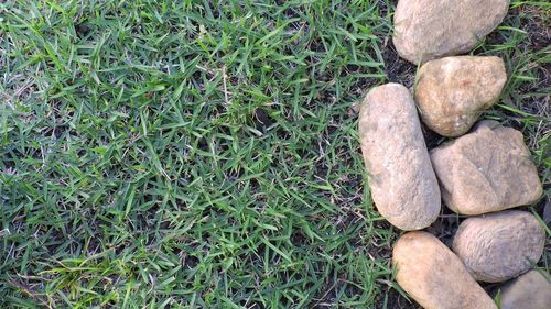 Close-up high angle view of grass