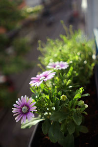 Close-up of pink flowering plant