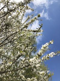 Low angle view of cherry blossom tree against sky