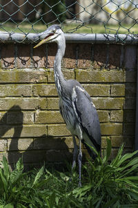 View of bird perching on wall