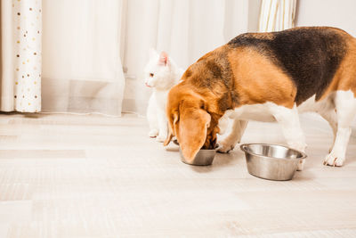 Side view of a cat relaxing on floor at home