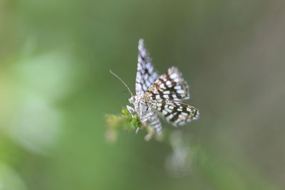 Close-up of butterfly on flower