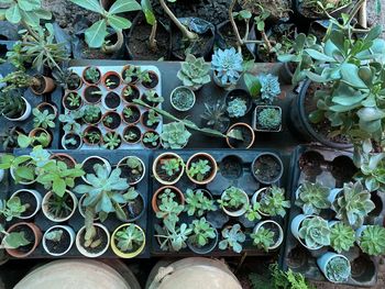 High angle view of potted plants