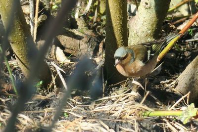 View of birds in nest