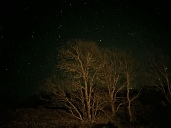 Illuminated tree against sky at night