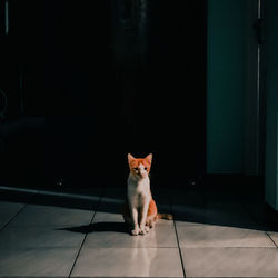 Portrait of cat sitting on floor at home