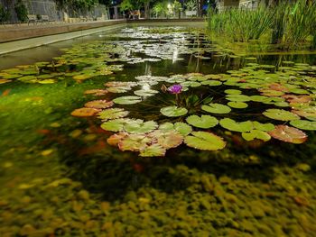 Lotus water lily amidst leaves in lake