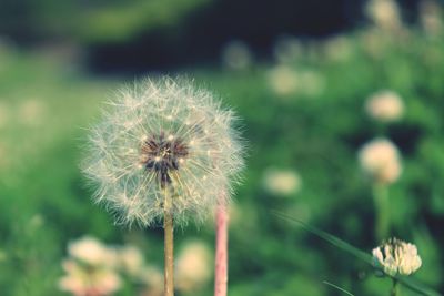 Close-up of dandelion flower on field