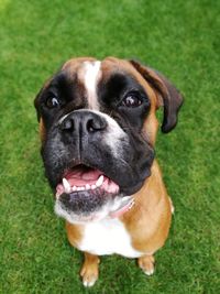 Close-up portrait of dog