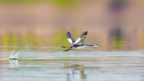 Bird flying over lake