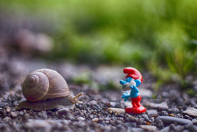 Close-up of toy by snail on ground