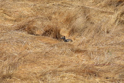 View of animal on field