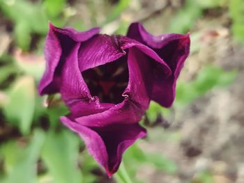 Close-up of purple flowering plant