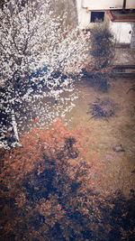 Reflection of trees in puddle