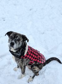 Portrait of dog standing on snow field