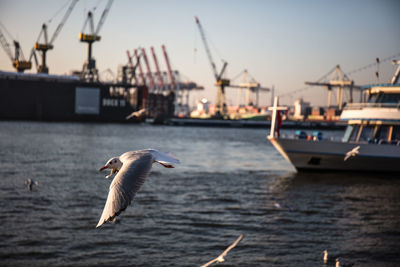 Seagulls flying over sea