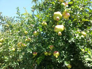 Low angle view of fruits growing on tree