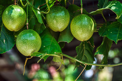 Close-up of fruits hanging on tree