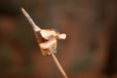 Close up of flower