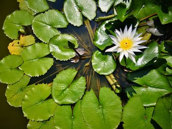 High angle view of flowering plant leaves in water