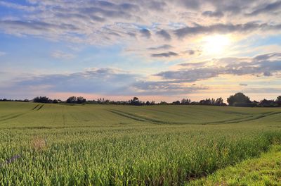 Scenic view of agricultural field against sky during sunset