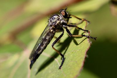 Close-up of insect on leaf