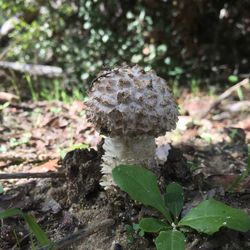 Close-up of mushroom growing on land