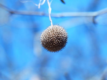 Close-up of thistle