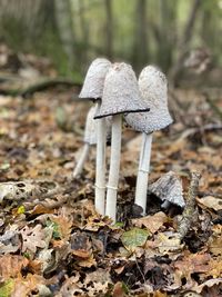Close-up of mushroom growing on field