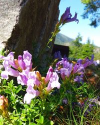 Close-up of flowers blooming outdoors