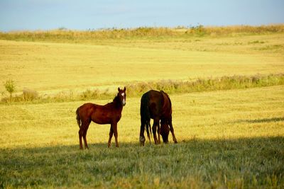 Horses standing on field against sky