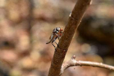 Close-up of insect on twig