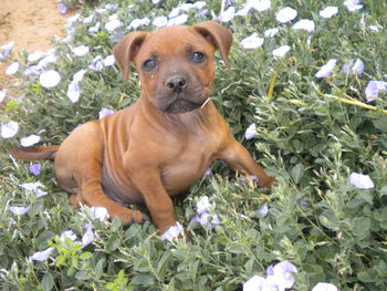 Portrait of dog on field