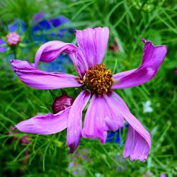 Close-up of flower blooming outdoors