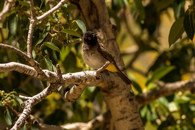 Low angle view of bird perching on branch