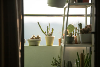 Potted plants on window sill at home