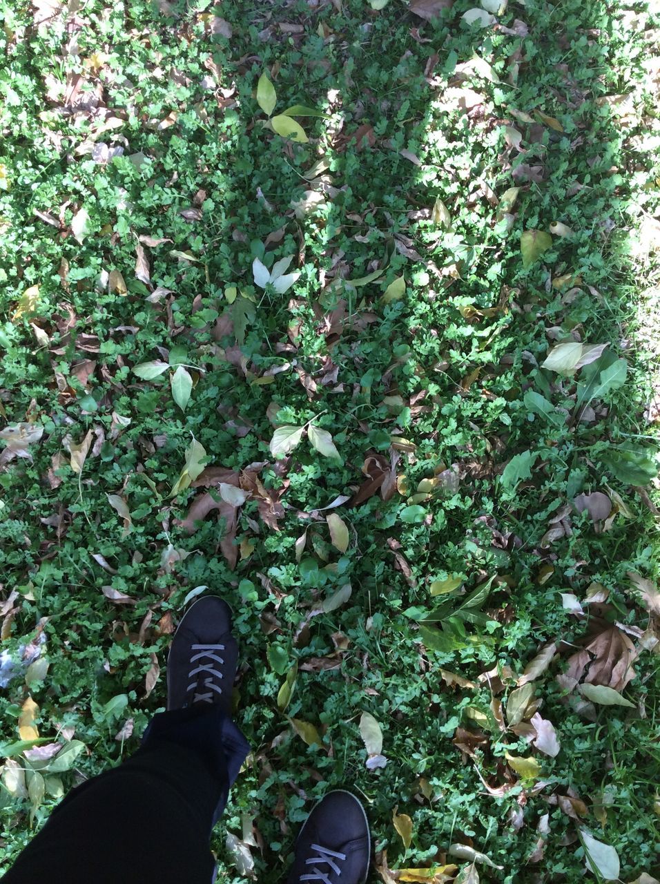 low section, high angle view, lifestyles, person, personal perspective, leisure activity, shoe, standing, grass, field, unrecognizable person, men, leaf, part of, human foot